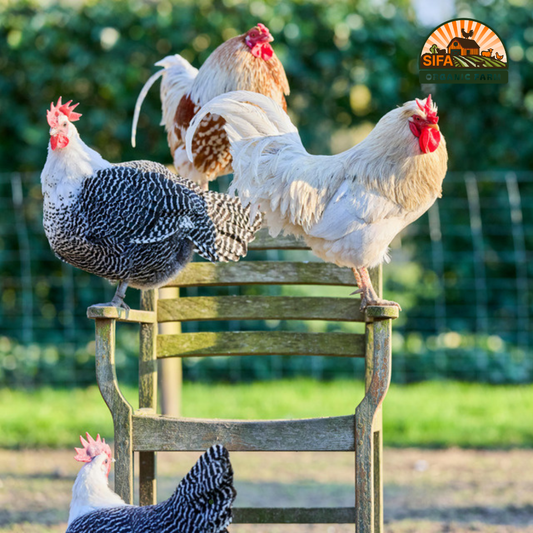 Whole Rooster Chicken for Deliver and Pickup – Fresh & Large Size