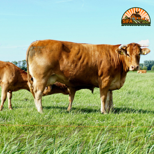 Sifa Farm Fresh Cow Share