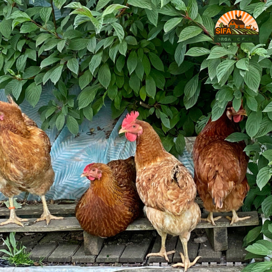 Whole Native Red Chicken for Deliver and Pickup – Fresh & Ready