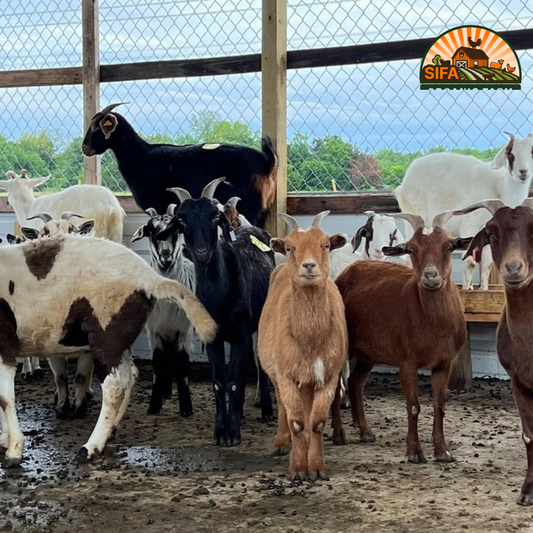 Fresh Halal Goat (Whole / Processed Options Available)