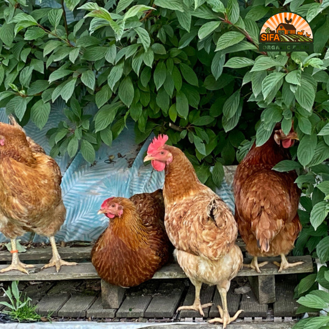 Whole Native Red Chicken for Deliver and Pickup – Fresh & Ready